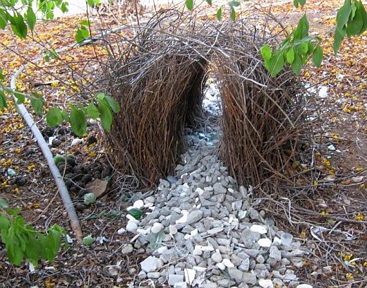 Bowerbird nest
